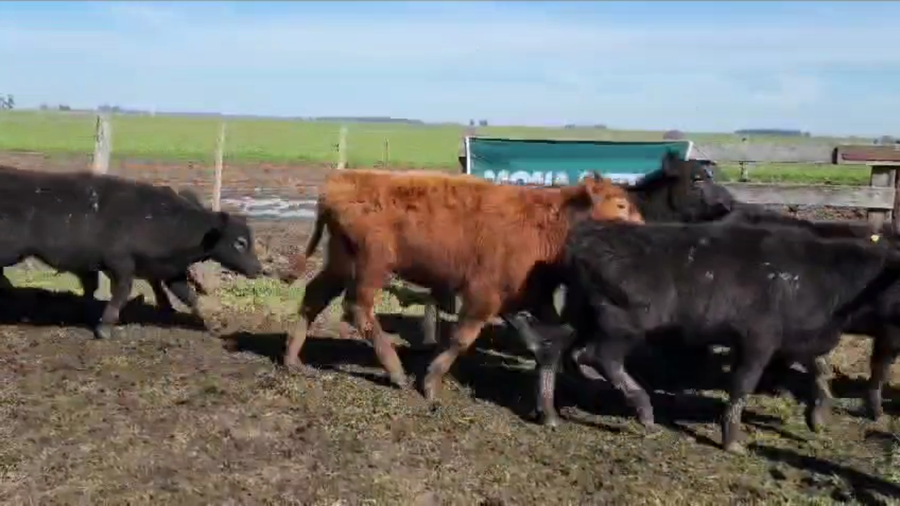 Lote 72 Terneros en Ayacucho