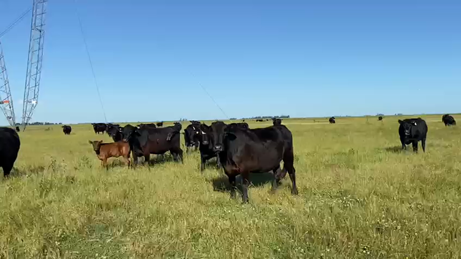 Lote 100 Terneras  A TÉRMINO en Laprida