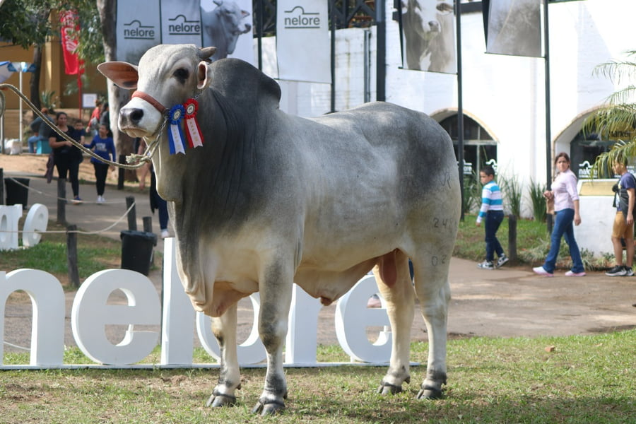 Lote Nelore a Bozal Expo Internacional 2022 RP 2486- Lote 17