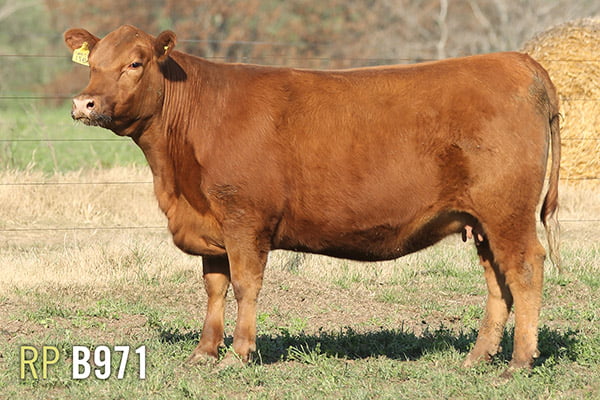 Lote 4 VAQUILLONAS PREÑADAS PURAS DE PEDIGREE