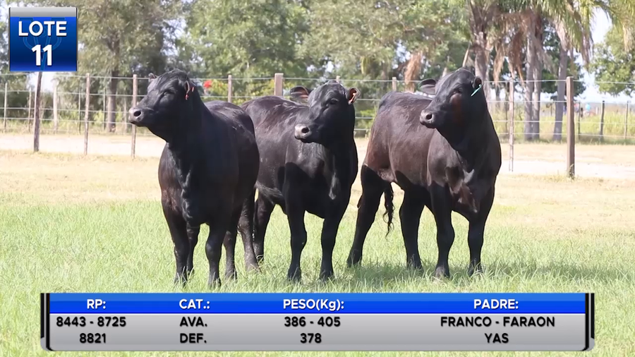 Lote VAQUILLAS BRANGUS PREÑADAS  -LOTE 11