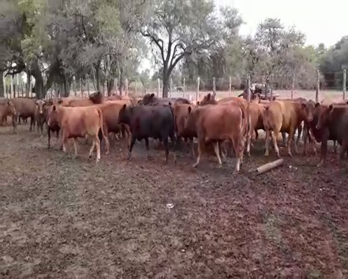 Lote 70 Vaquillonas en Riacho He-He, Formosa