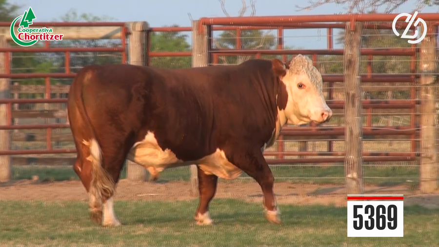 Lote Hereford