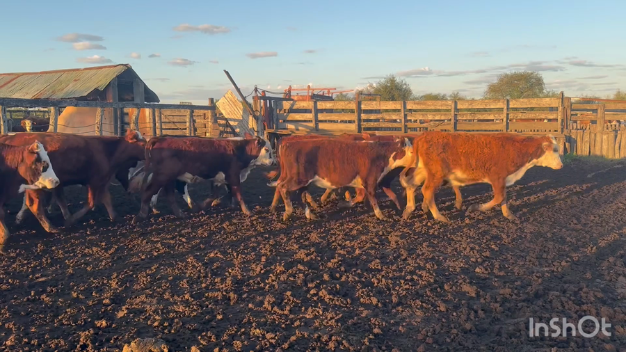 Lote 60 Terneros/as en Corrientes, Curuzu Cuatia