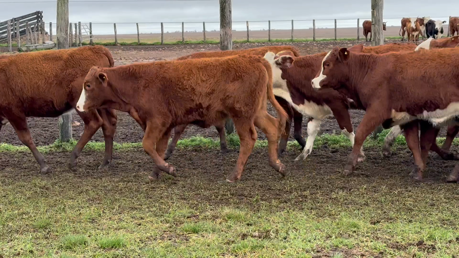Lote 80 Terneras y vaquillas en Corrientes, Mercedes