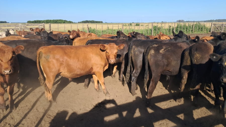 Lote 120 Terneros/as