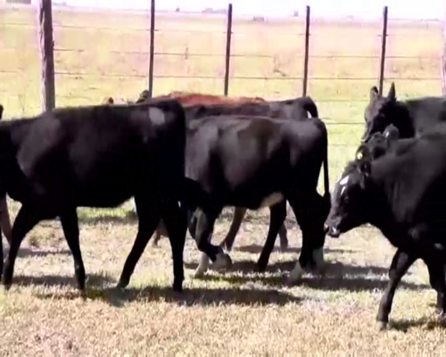 Lote 70 TERNS. HEMBRAS, EN AYACUCHO, PCIA. DE BS. AS.