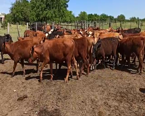 Lote 70 Terneros/as en San Salvador, Entre Ríos
