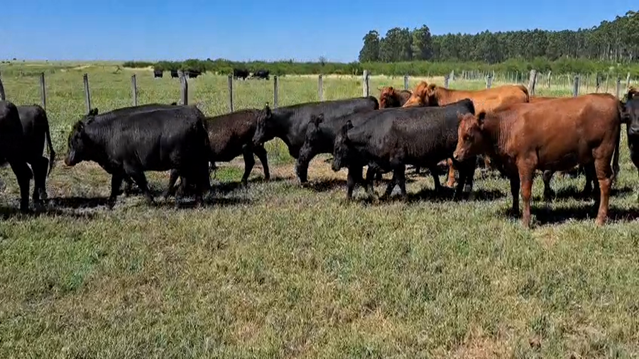 Lote 41 Novillitos y vaquillonas