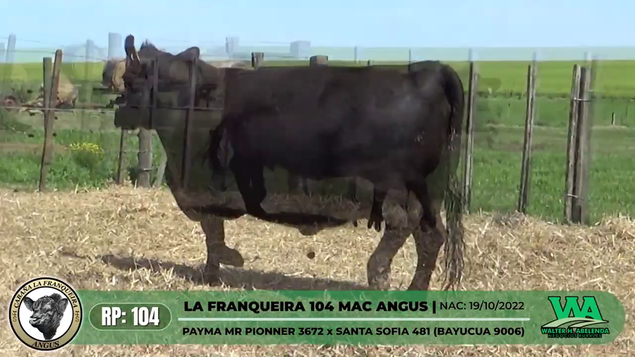 Lote LA FRANQUEIRA 104 MAC ANGUS