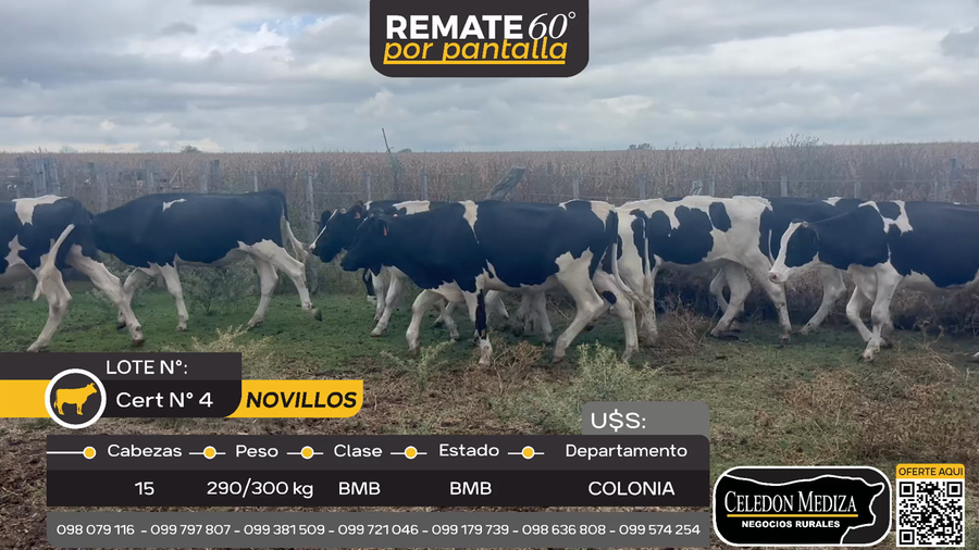 Lote 15 Novillos en La Horqueta, Colonia