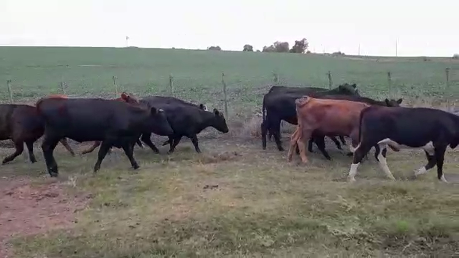 Lote (Vendido)11 Vaquillonas 1 a 2 años HEREFORD/ ANGUS a remate en #29 Pantalla Carmelo 280kg -  en EL CHILENO