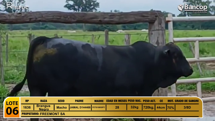 Lote Toros Brangus Negro a remate en Viernes 30 de mayo- Remates PDC, Boquerón