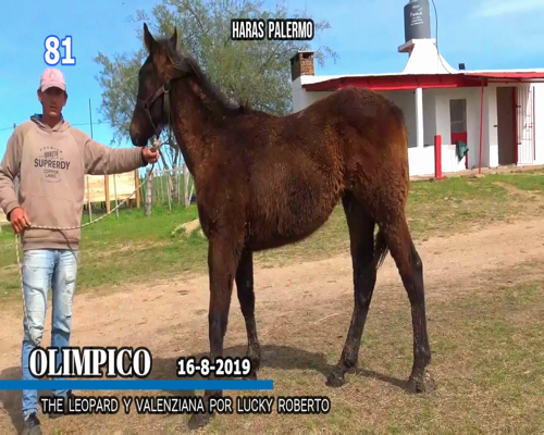 Lote OLIMPICO
