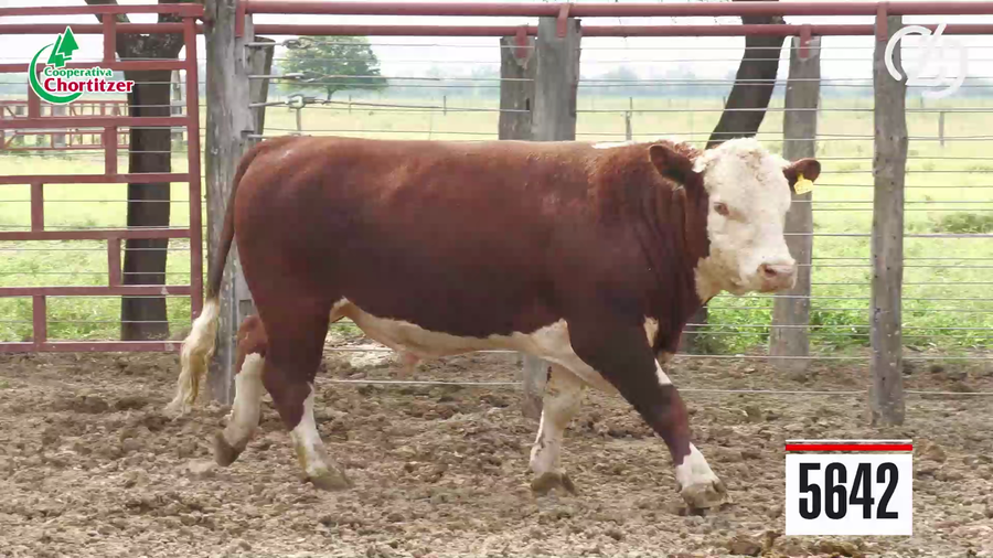 Lote Hereford