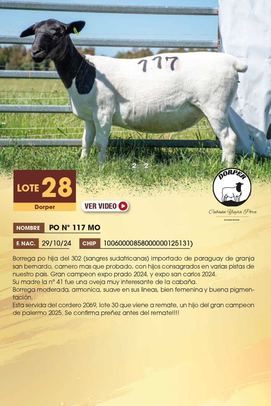 Lote 28 - Dorper