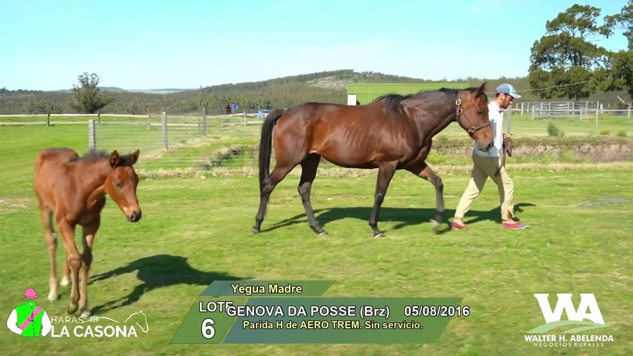 Lote GENOVA DA POSSE (Brz)