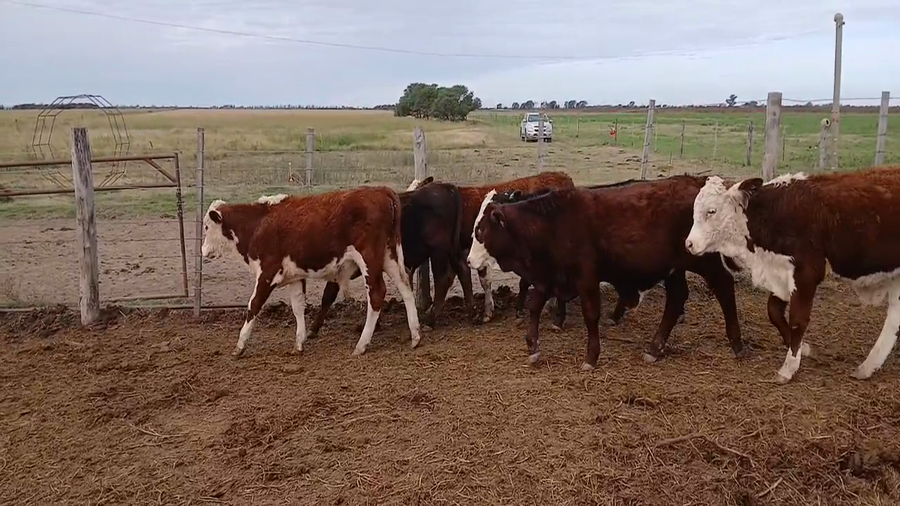Lote 48 Terneros