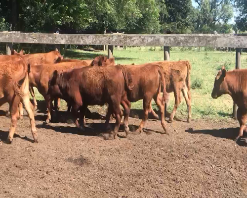 Lote 74 Terneros/as en Coronel Suarez, Buenos Aires