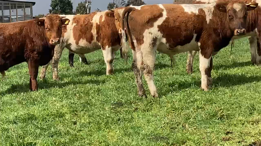 Lote 50 Ternero en Purranque, X Región Los Lagos