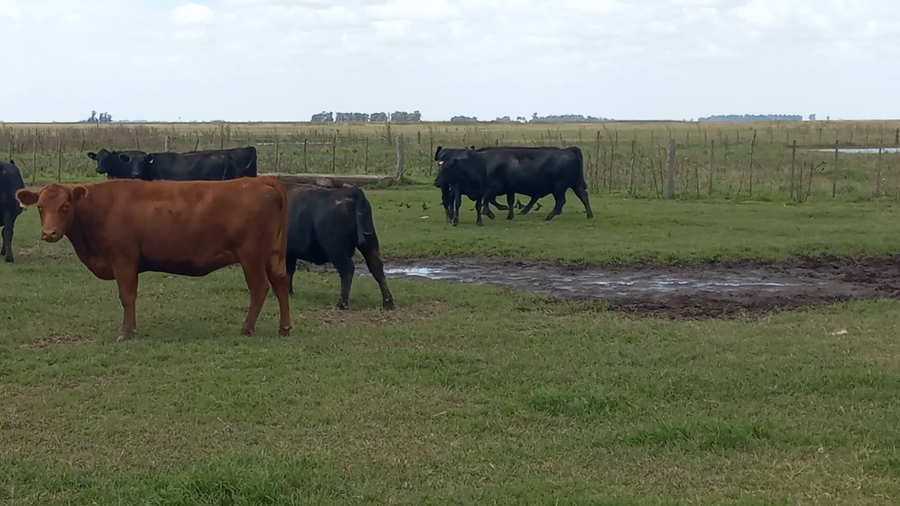 Lote 58 Vacas nuevas C/ gtia de preñez en Laprida