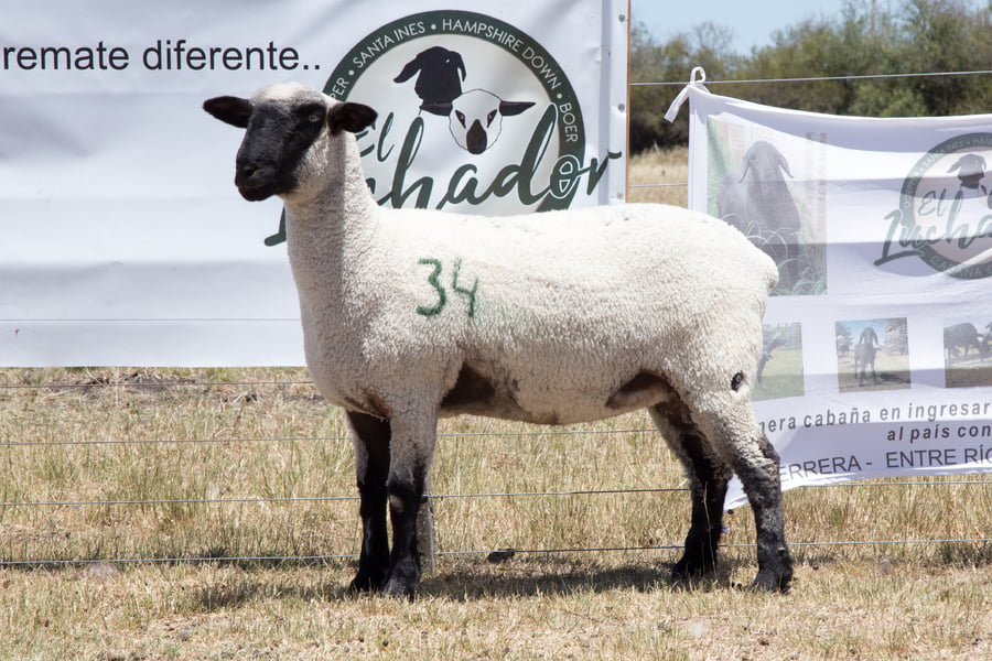 Lote OVINO HAMPSHIRE D. HEMBRA PP