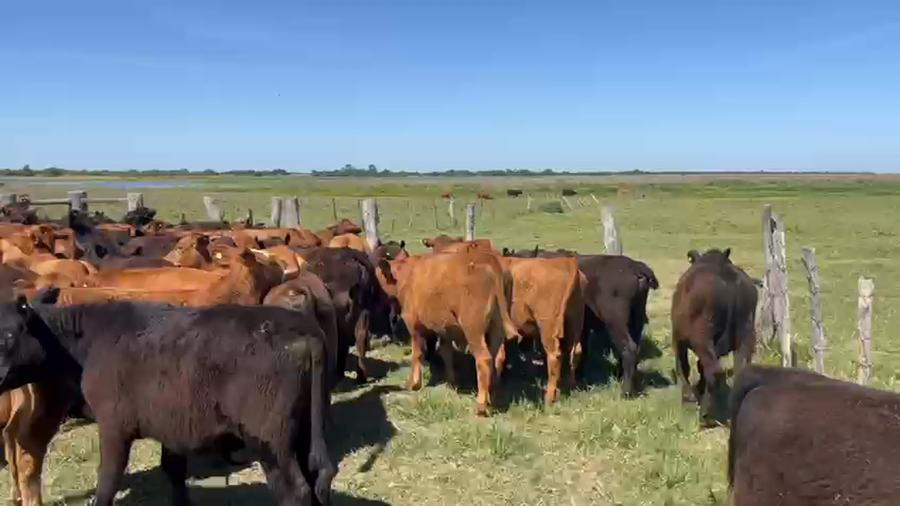Lote 65 Terneros en Corrientes, Goya
