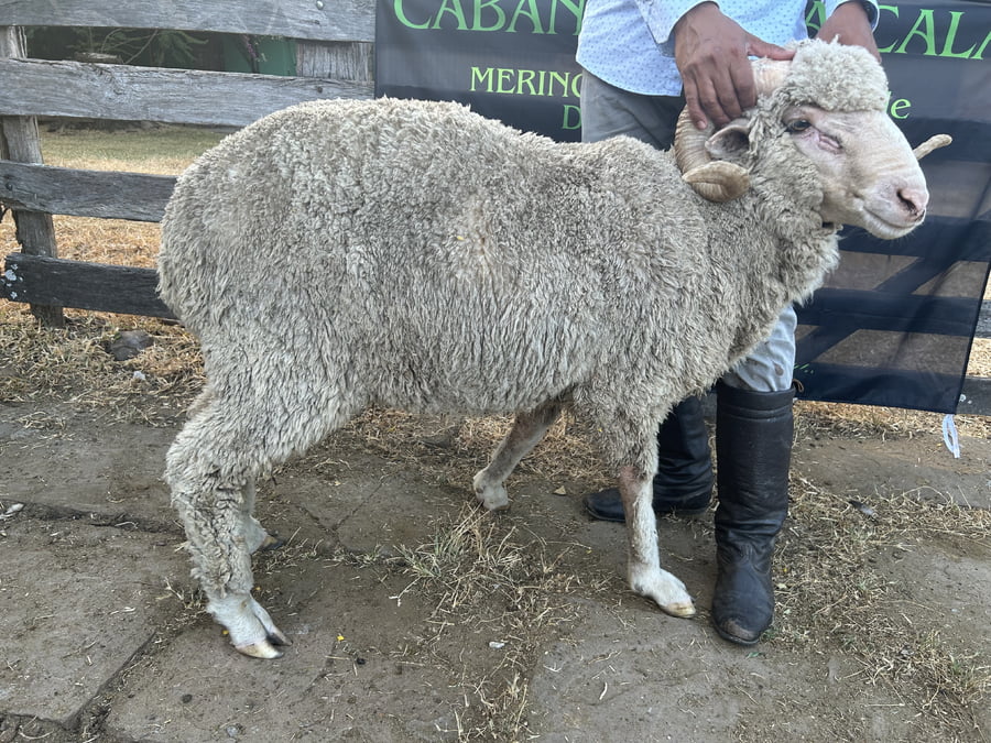 Lote Borrego 2D (MO: No)