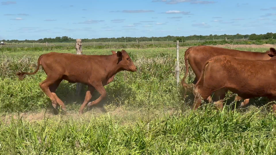 Lote 46 Vaquillonas en Corrientes, Goya