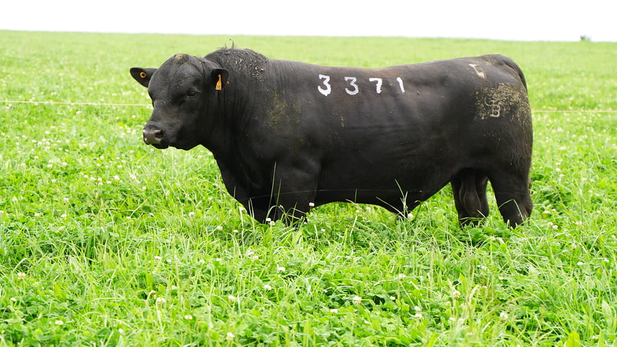 Lote (Vendido)Toros a remate en Ganadera Barracas S.A en Caraguata
