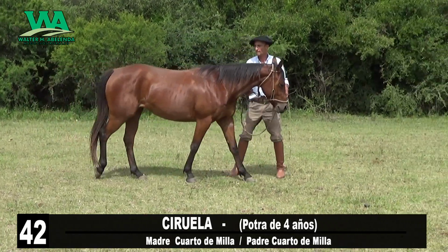 Lote CIRUELA