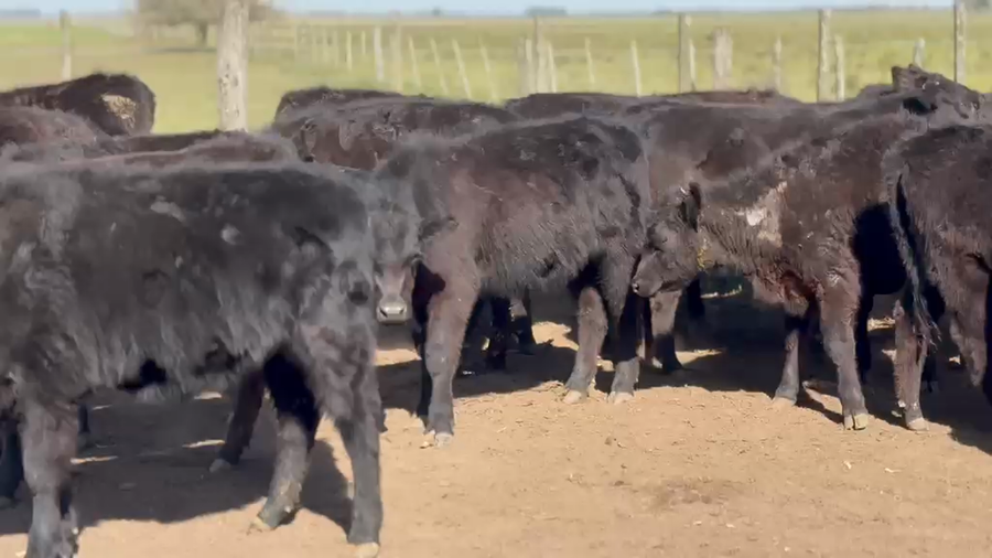 Lote 25 Terneras