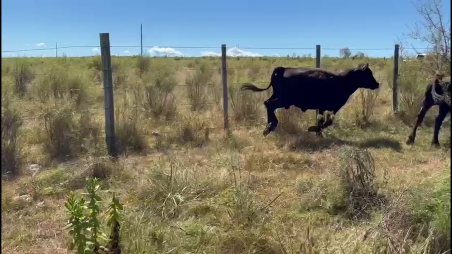 Lote NOVILLOS 1-2 AÑOS