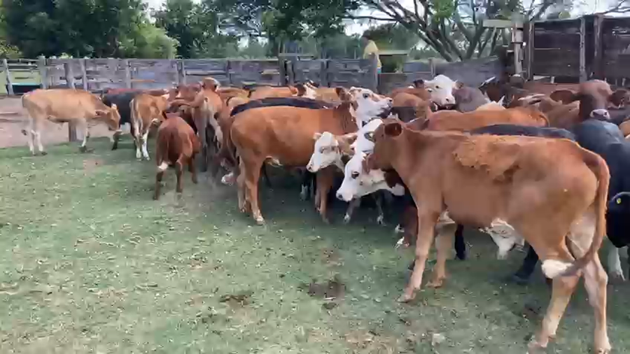 Lote 60 Terneros/as en Corrientes, Saladas