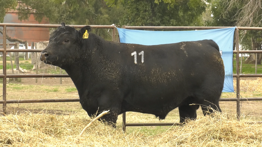 Lote TOROS ANGUS NEGROS  PC