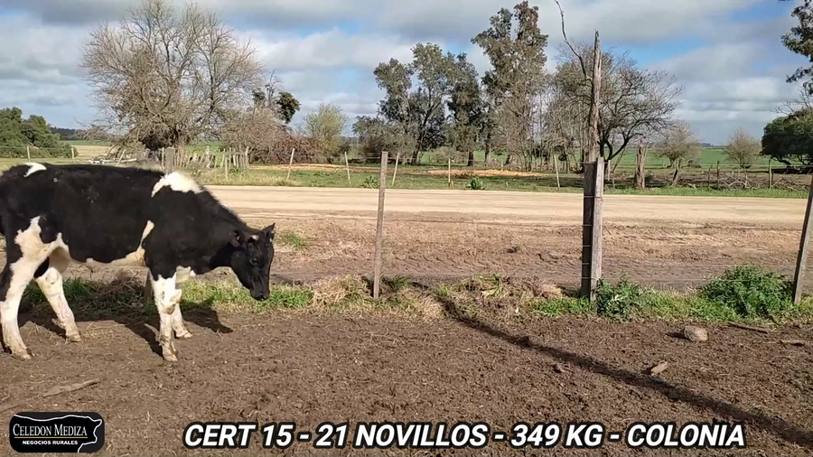 Lote 21 Novillos 1 a 2 años en cOLONIA