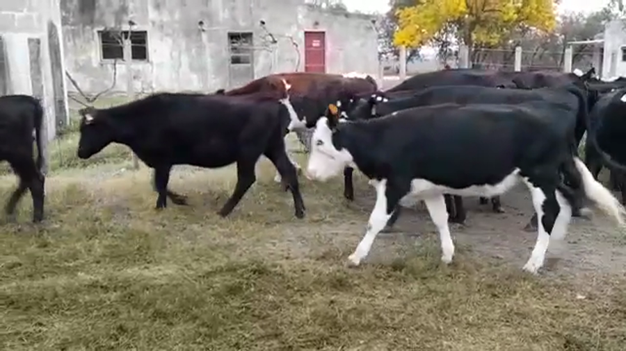 Lote VAQUILLONAS 1 A 2 AÑOS