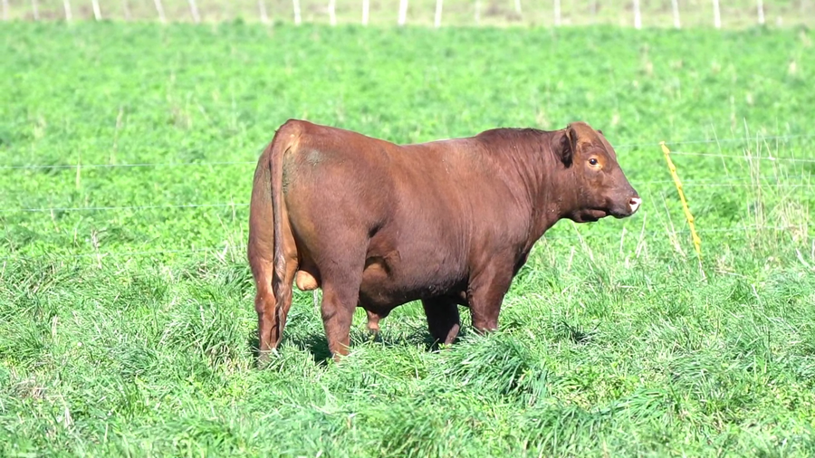 Lote TORO