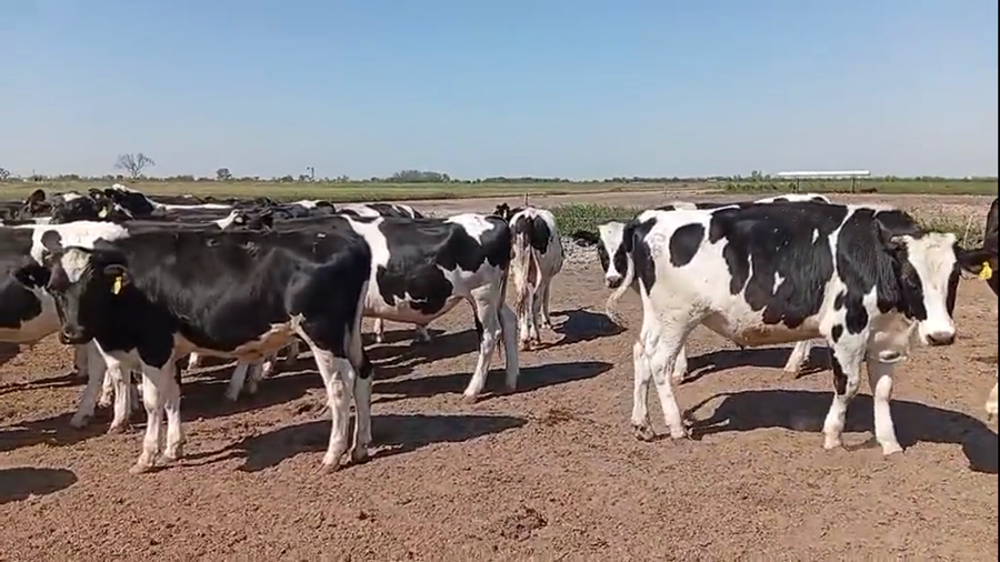 Lote 53 Novillitos Holando en Col. Bossi, Santa Fe