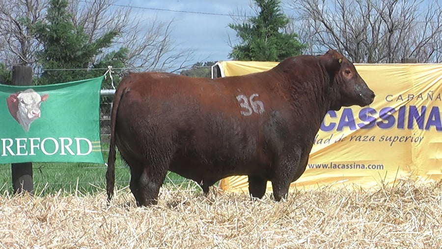 Lote TOROS ANGUS PUROS CONTROLADOS