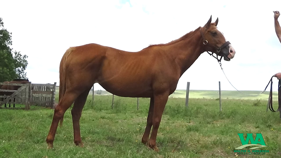 Lote BROKEN FLOWER (Brz)