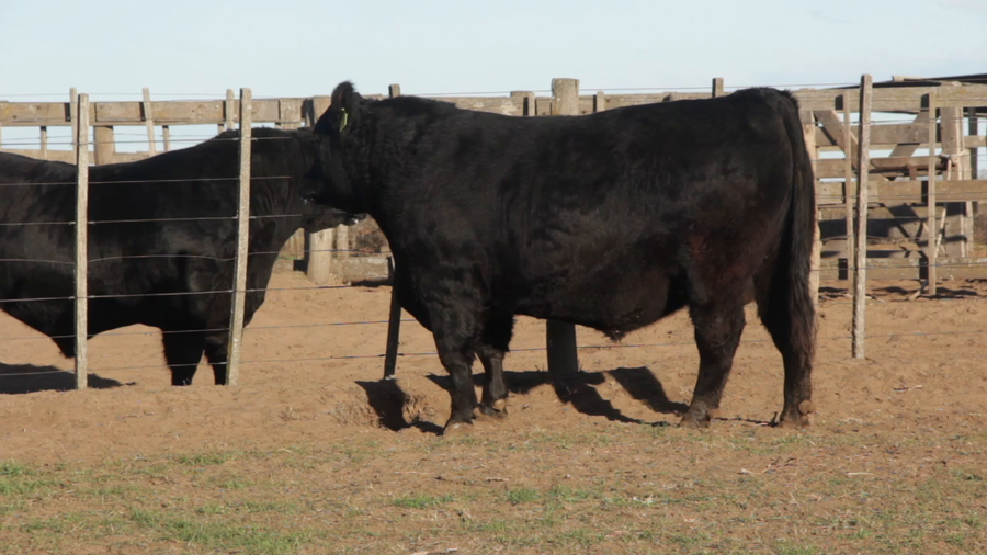 Lote TOROS PUROS DE PEDIGREE