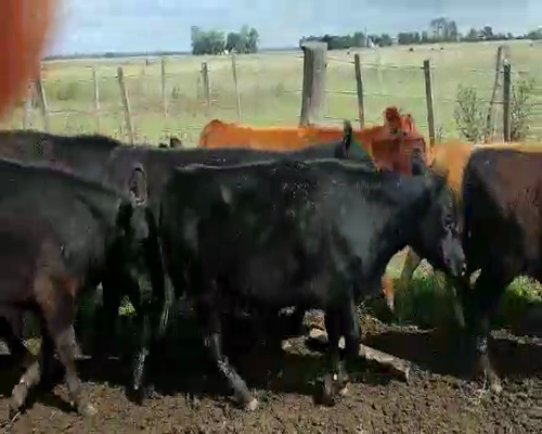 Lote 11 Terneros en Buenos Aires