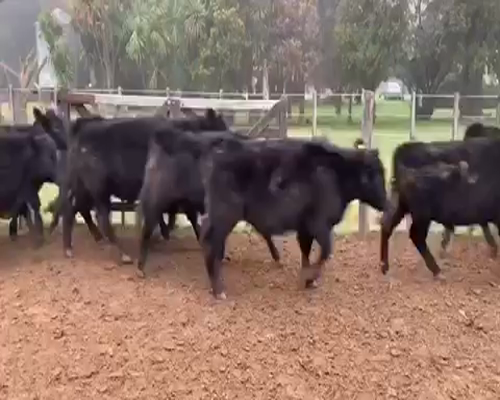 Lote 70 Terneros en San Andrés de Giles, Buenos Aires