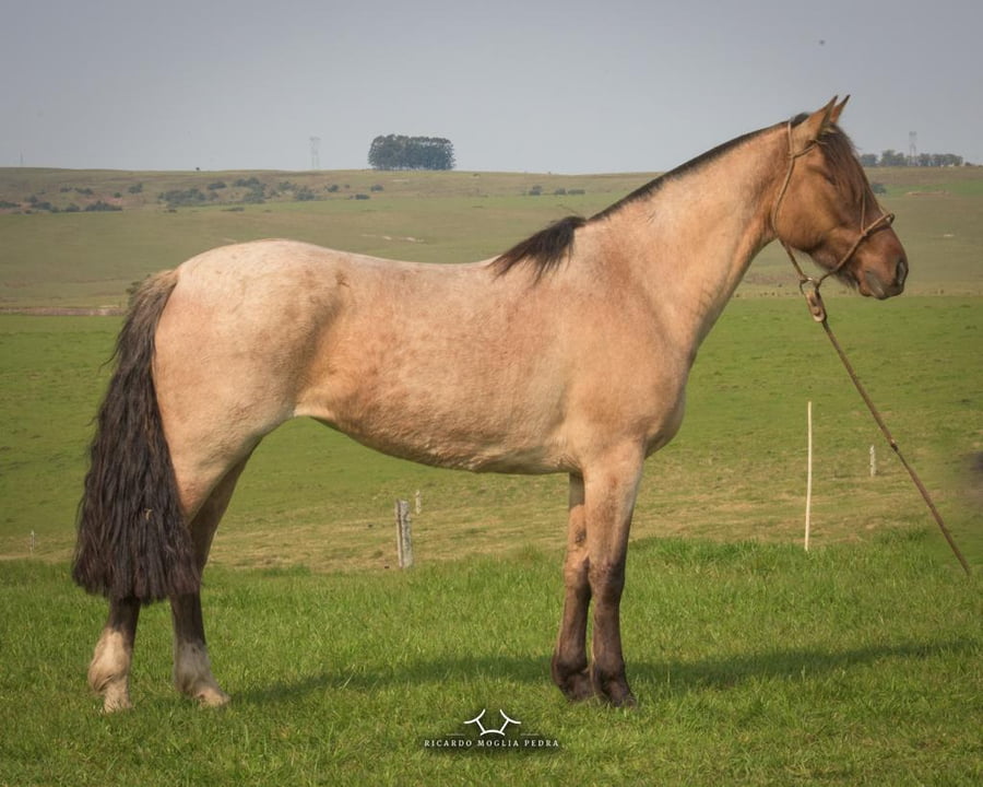 Lote Criollos da Fronteira El Gavilán Jabalina RP: 363