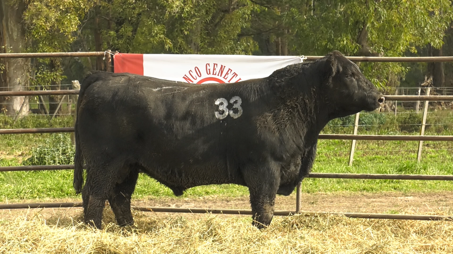 Lote TOROS ANGUS NEGROS  PC