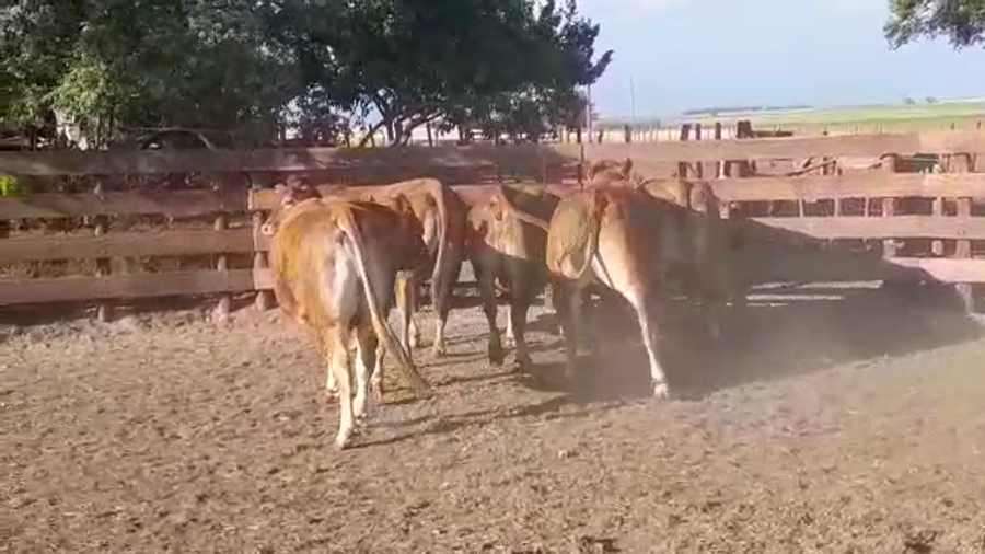 Lote VACAS PREÑADAS