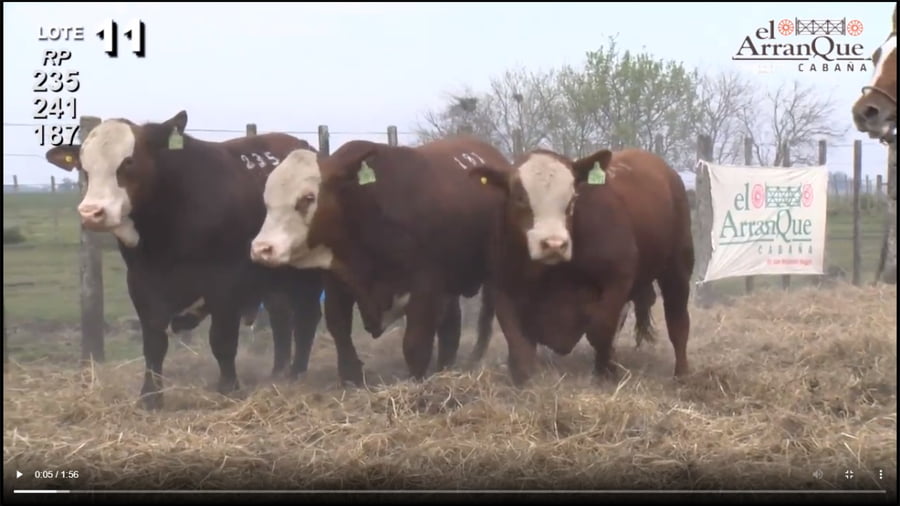 Lote 3 Toros Braford - Santa Anita, Entre Rios