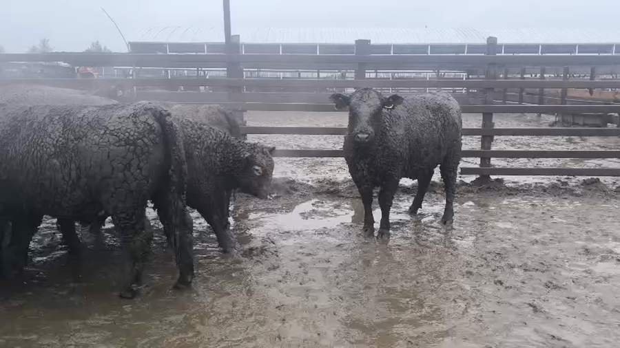 Lote 40 Vaquilla Gorda en Los Ángeles, VIII Región Biobío