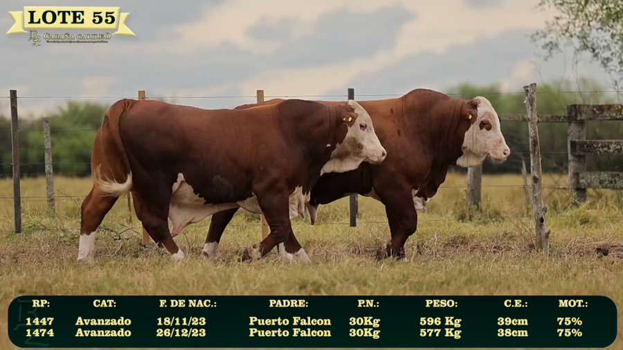 Lote LOTE 55